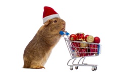 25015-Not even a mouse